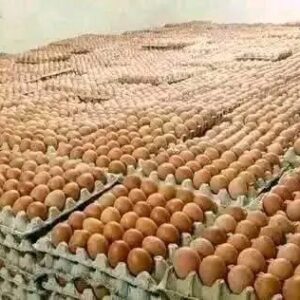 Eggs crate
